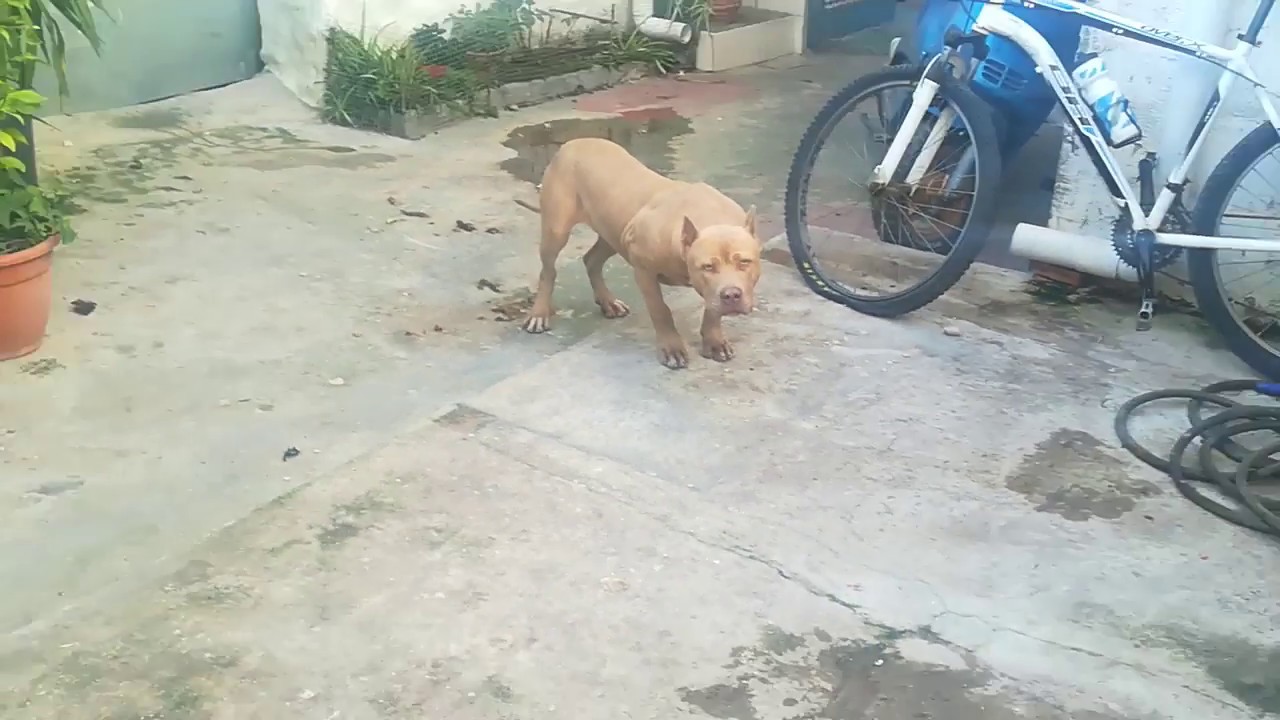 Morder la mano que da de comer: su perro pitbull lo atacó y terminó internado